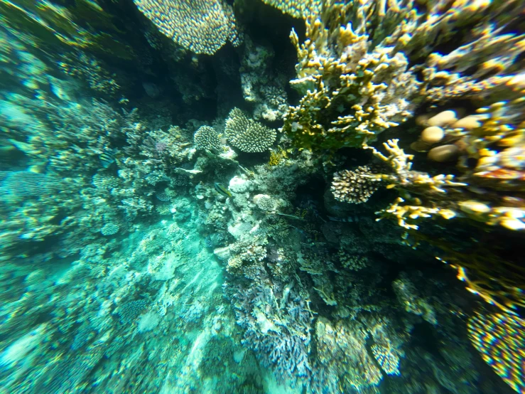 a coral reef with lots of different kinds of fish