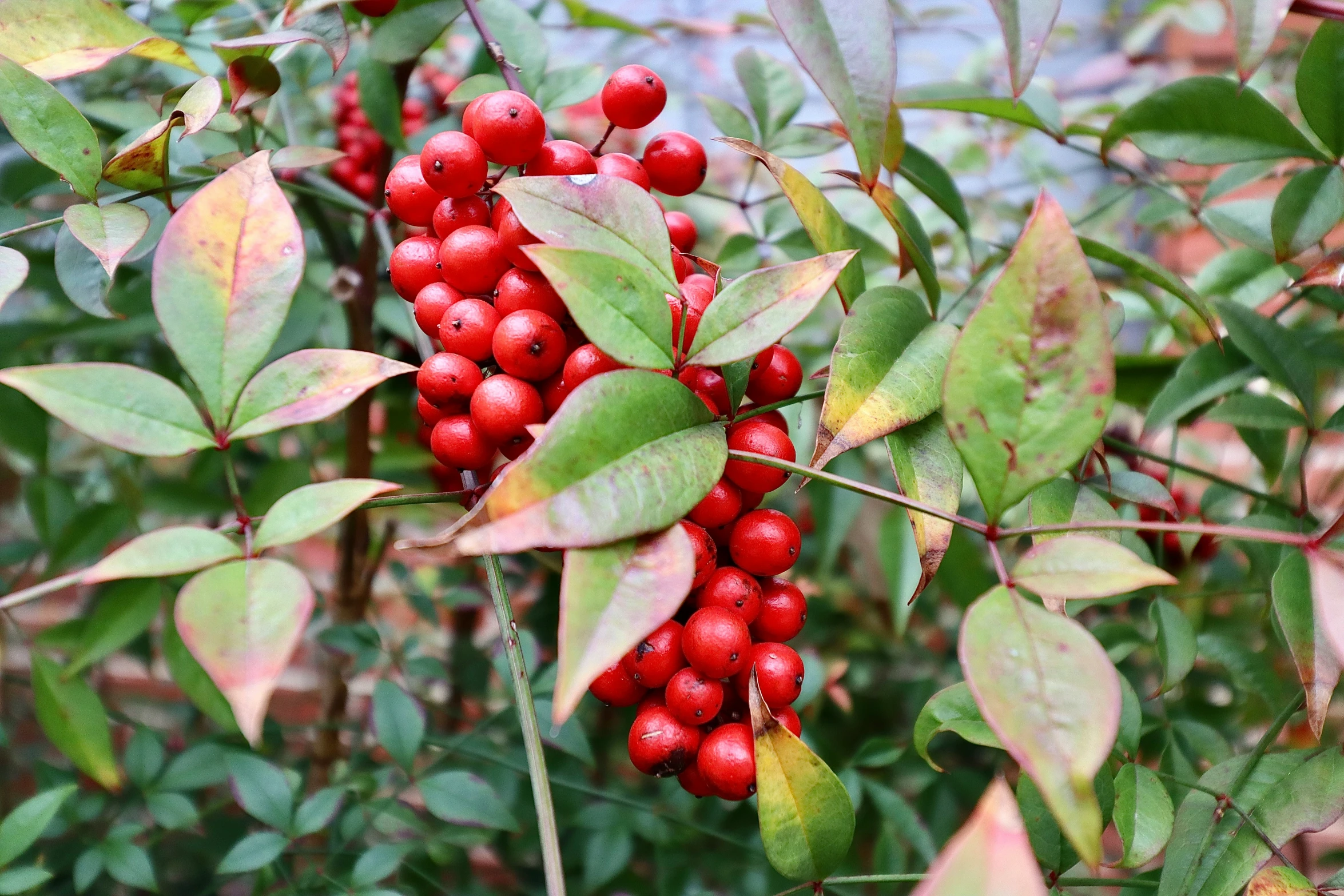 some red berries are hanging off the vine