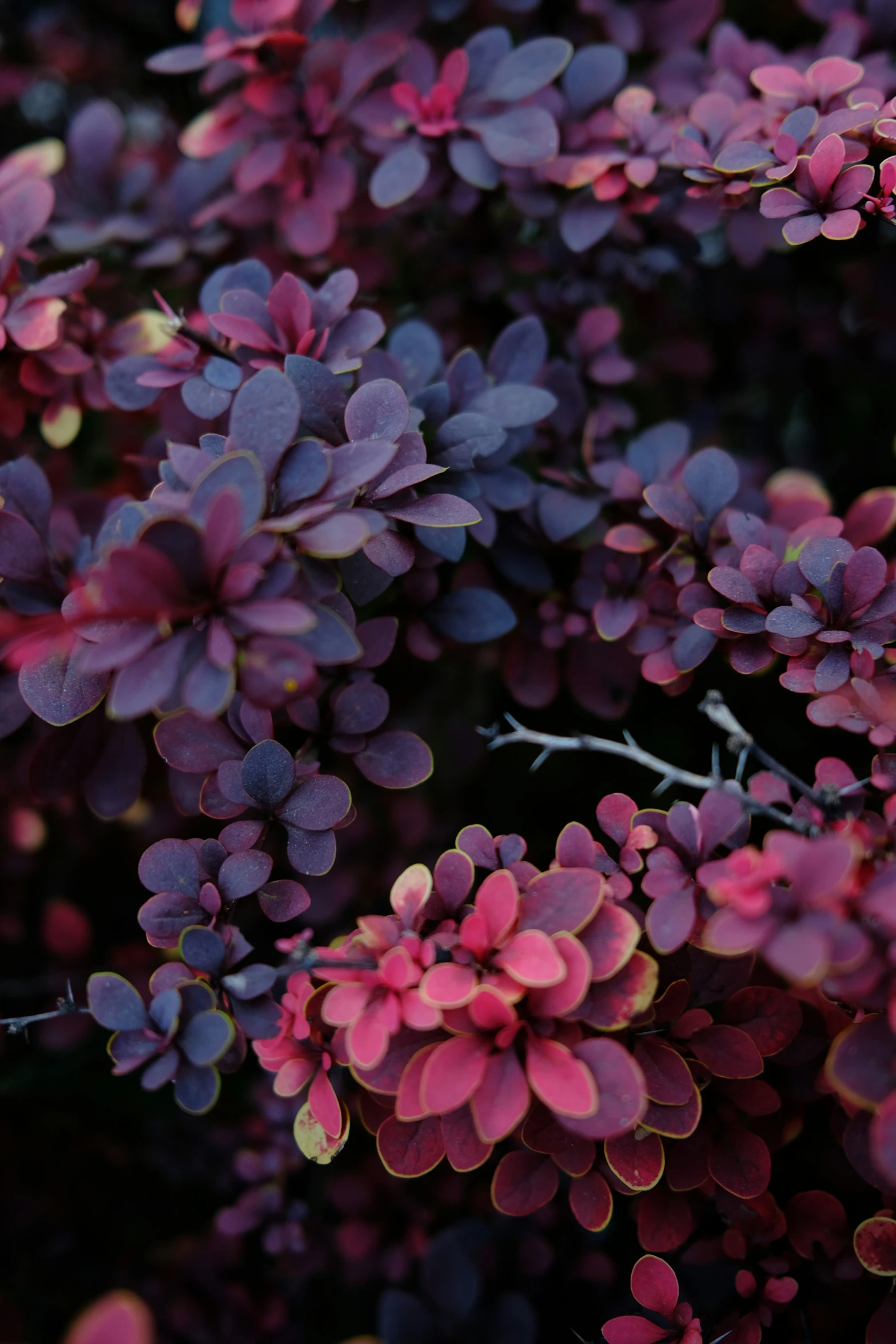 small flowers with bright pink petals are blooming