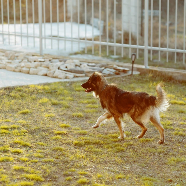 a large brown dog runs across grass behind a fence