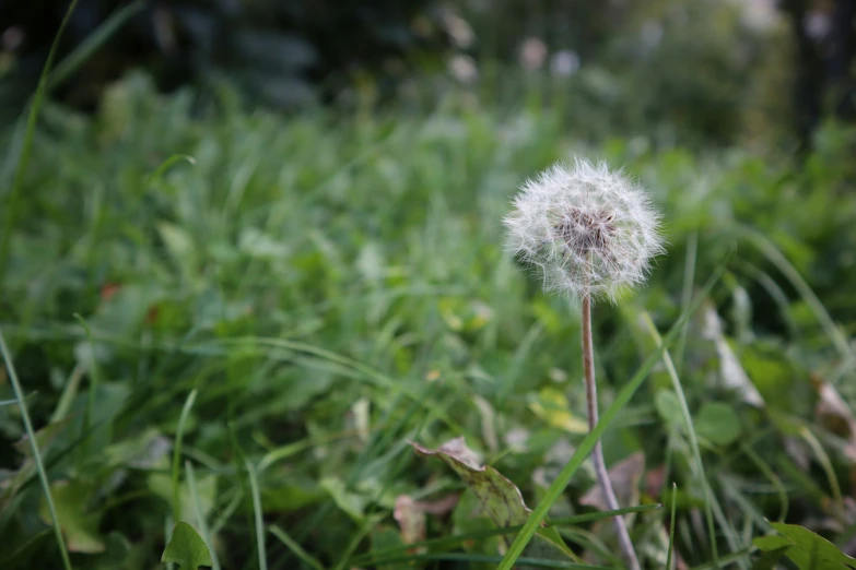 there is a small white flower on the grass