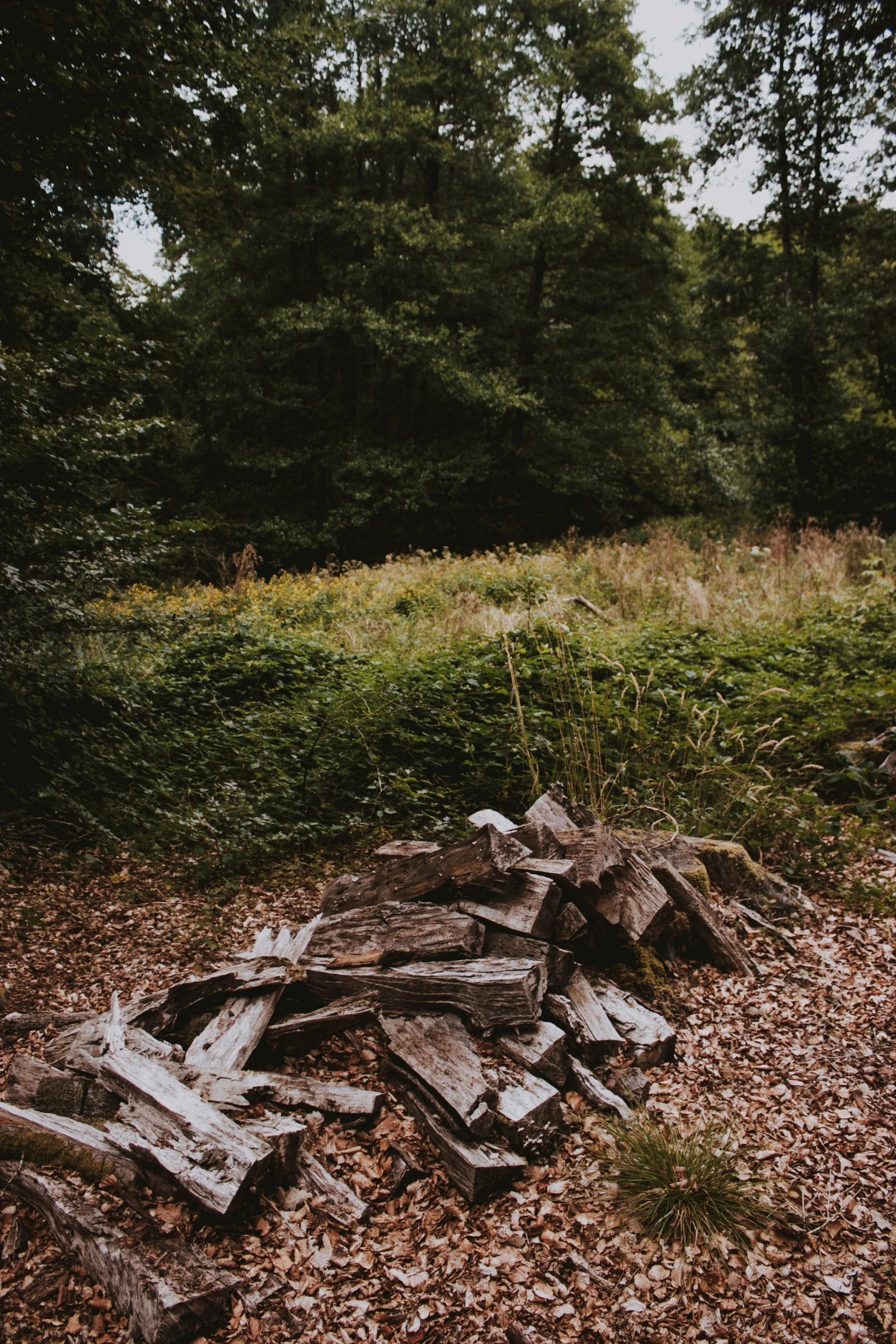 pile of wood left in the woods