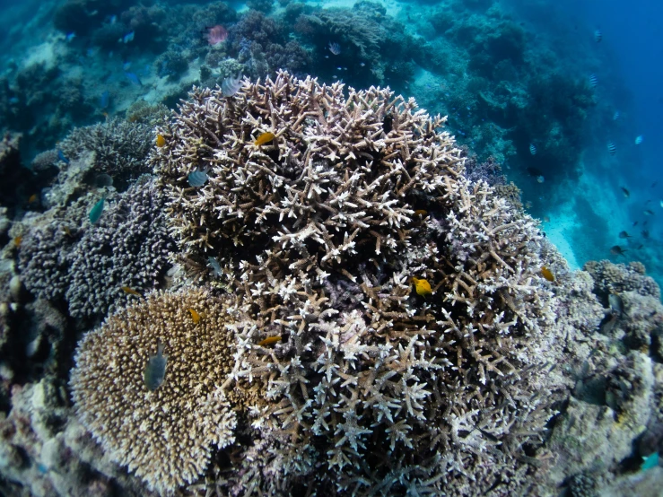 a colorful coral growing on a reef with sea fish