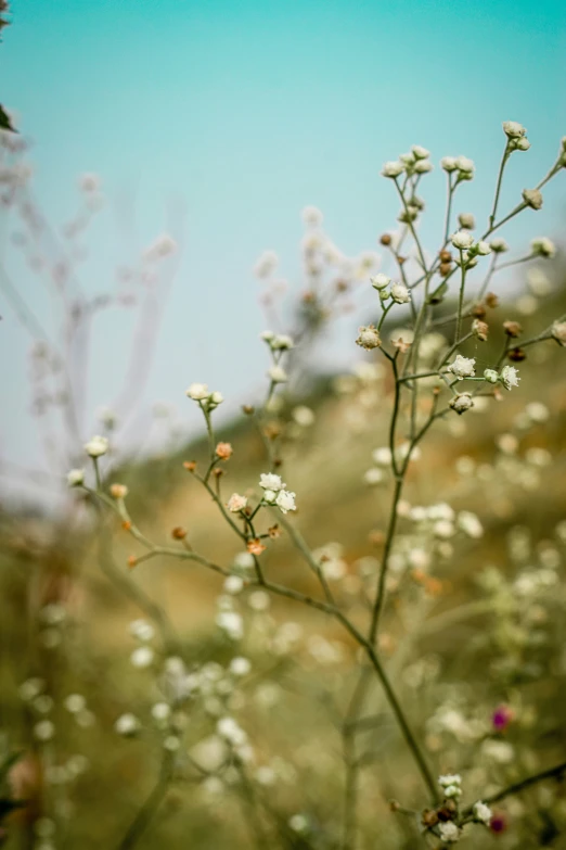 a cluster of white flowers are shown in this picture