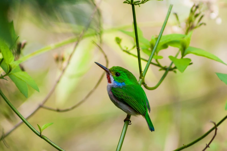 a green bird with a long beak on a nch