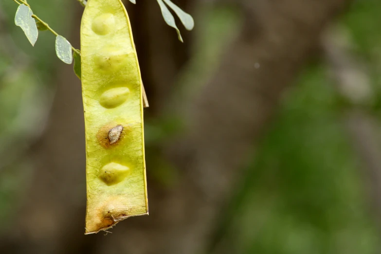 seed pods hanging from a nch with leaves