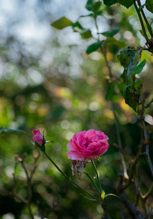 a pink flower in the middle of a bush