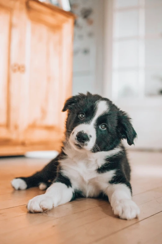 puppy laying on the floor with legs crossed