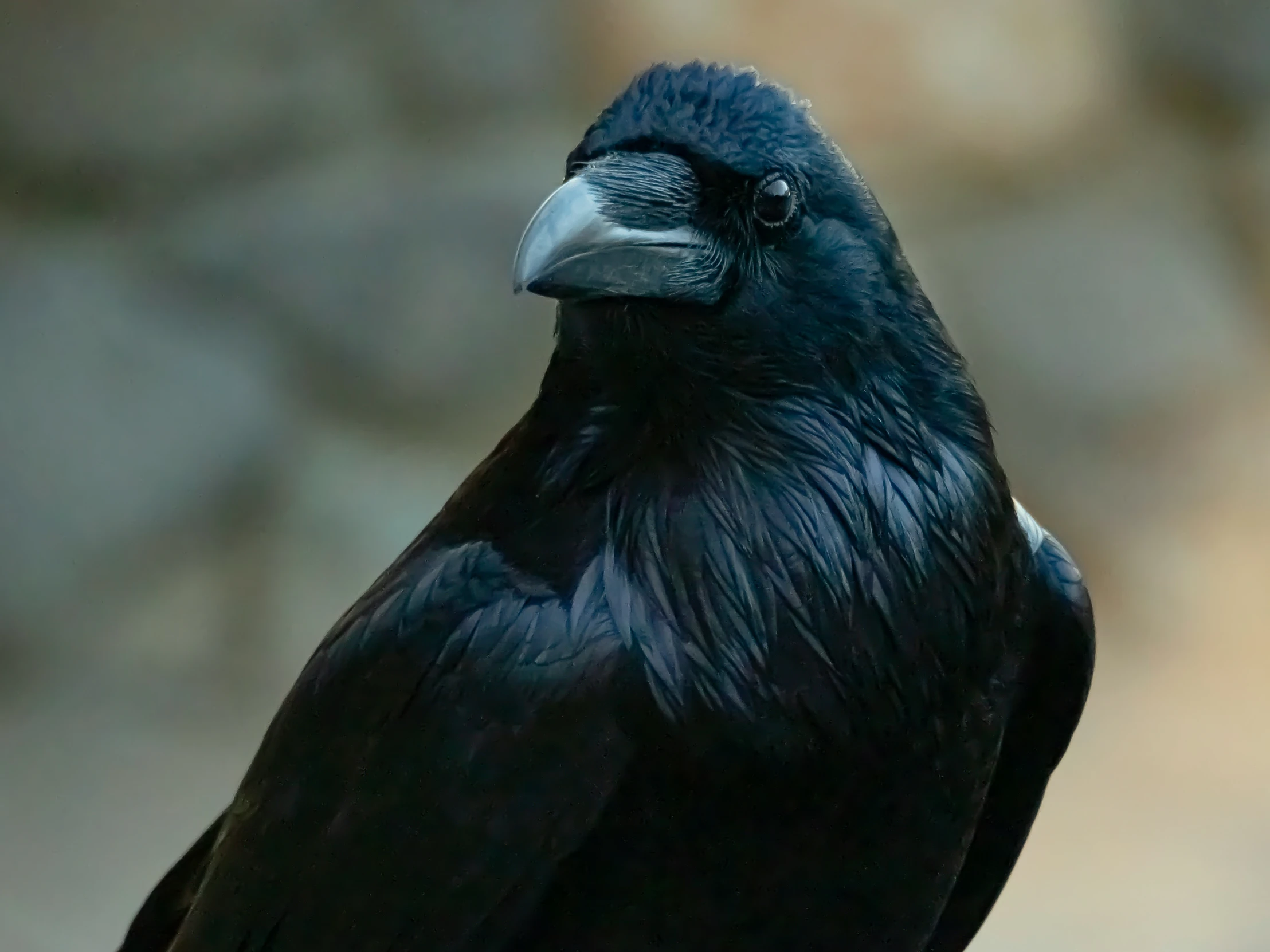 a close up view of a black bird on a tree nch