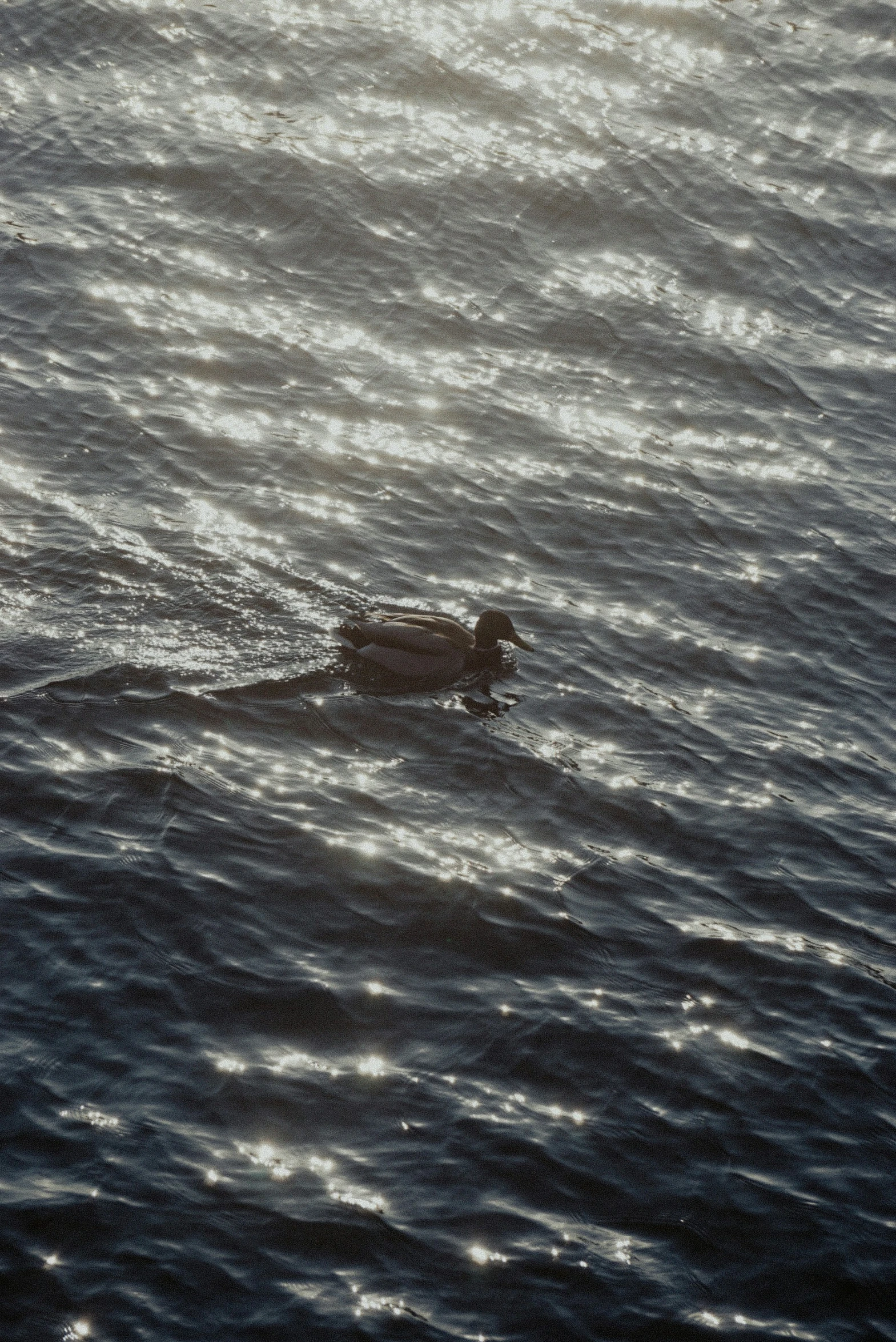 an animal in the water near a large body of water