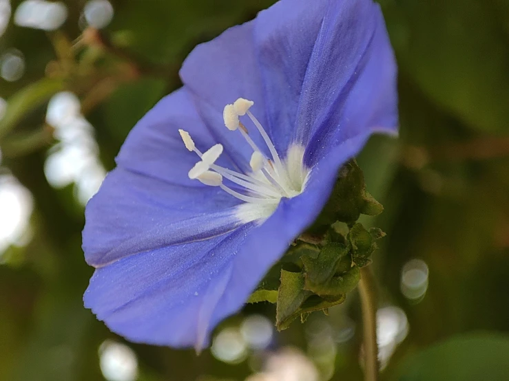 close up of a bright blue flower with white stigmas