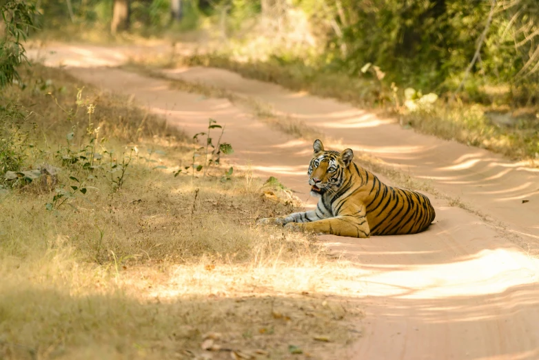 a large tiger sitting on the side of a dirt road
