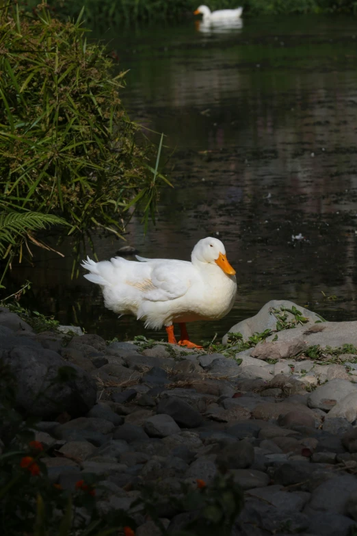 a duck is standing on a rock near a lake