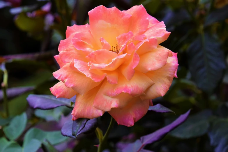 an orange rose flower that is growing in a garden