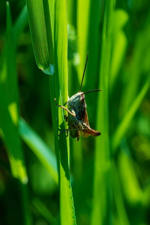 closeup of insect on long green leaf