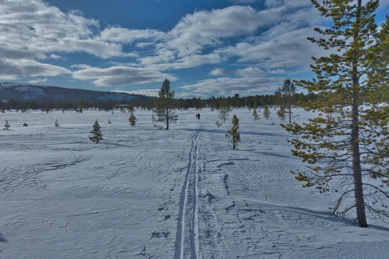 a cross country ski path near a pine tree