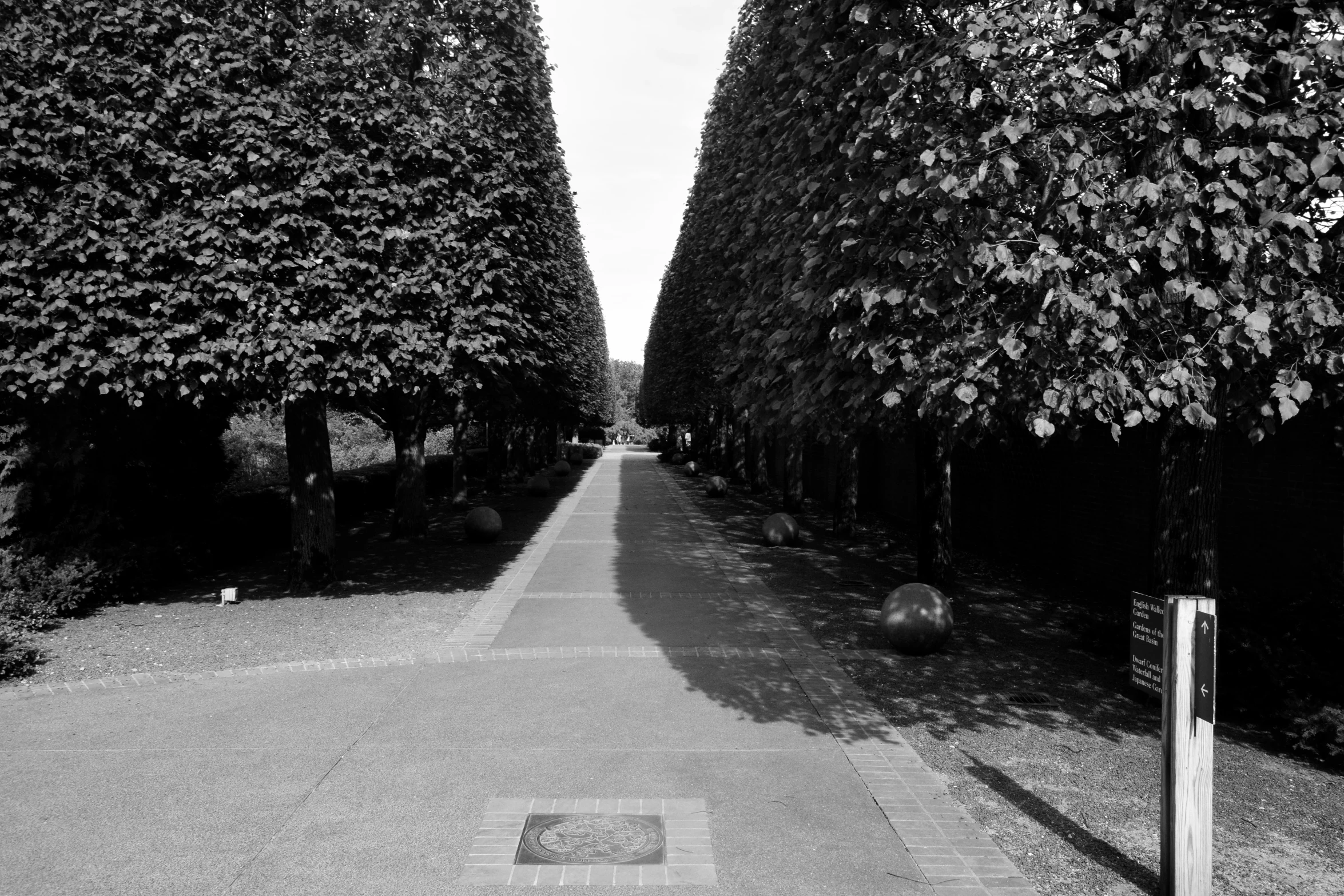 a dark paved road lined with lots of trees