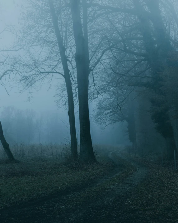 an empty path with fog on the trees