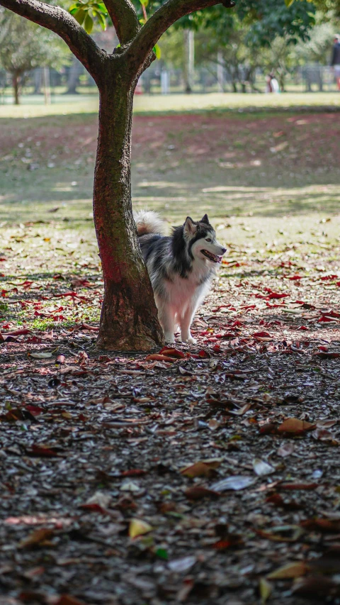 a dog stands near a tree covered with fallen leaves