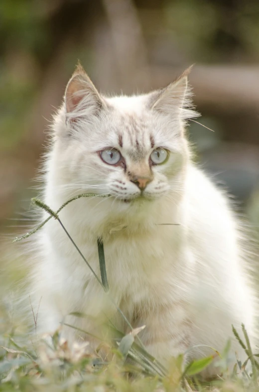 a kitten with blue eyes staring upward