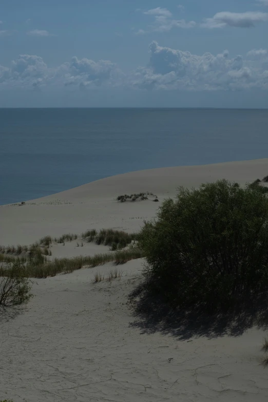 a few shrubs growing out of the sand on a beach