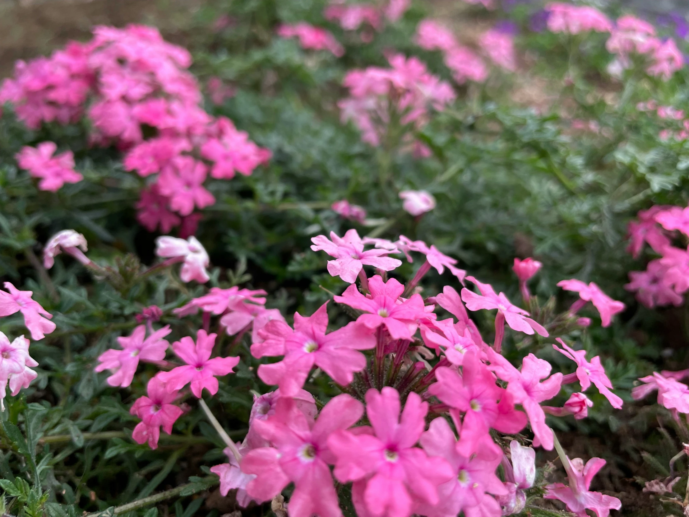 some flowers that are growing on the ground