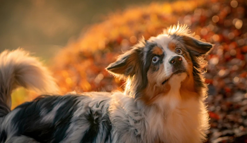 an adorable collie looks up while outside on an autumn day