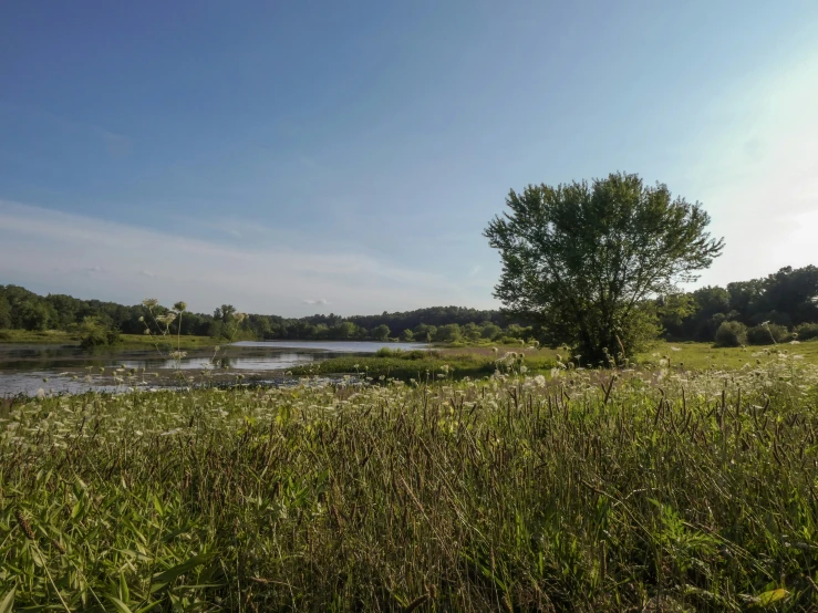 a river running through the middle of a lush green field