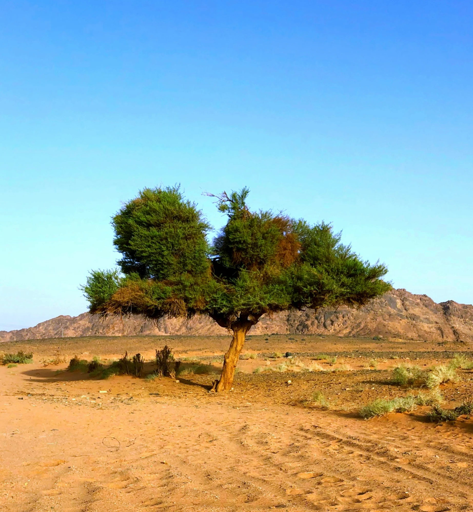 a dirt road with a lone tree and hills in the background