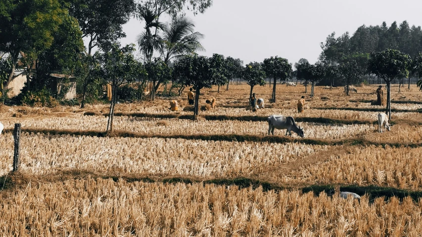 animals in a big field of grass and trees