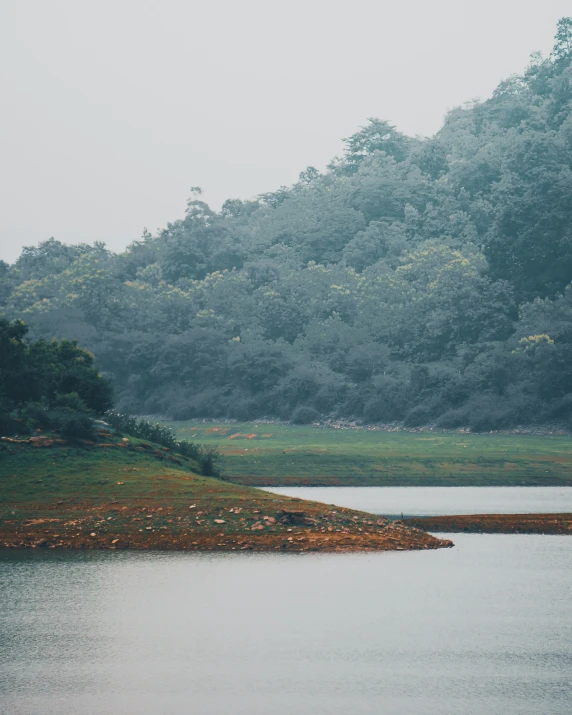 a lone cow is standing alone in the grass next to a body of water