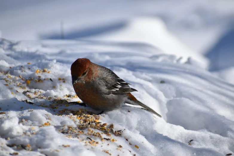 a bird standing on snow covered ground and eating