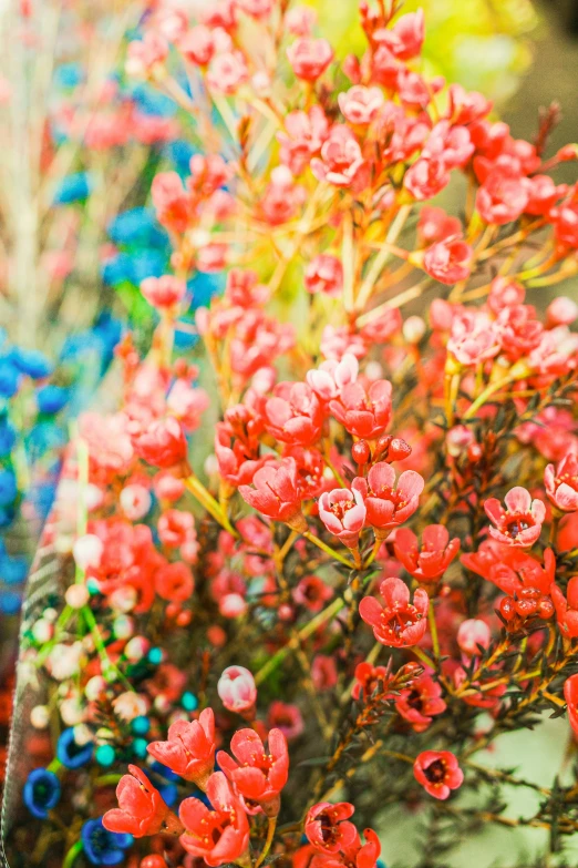 this plant has pink flowers and bright green stems