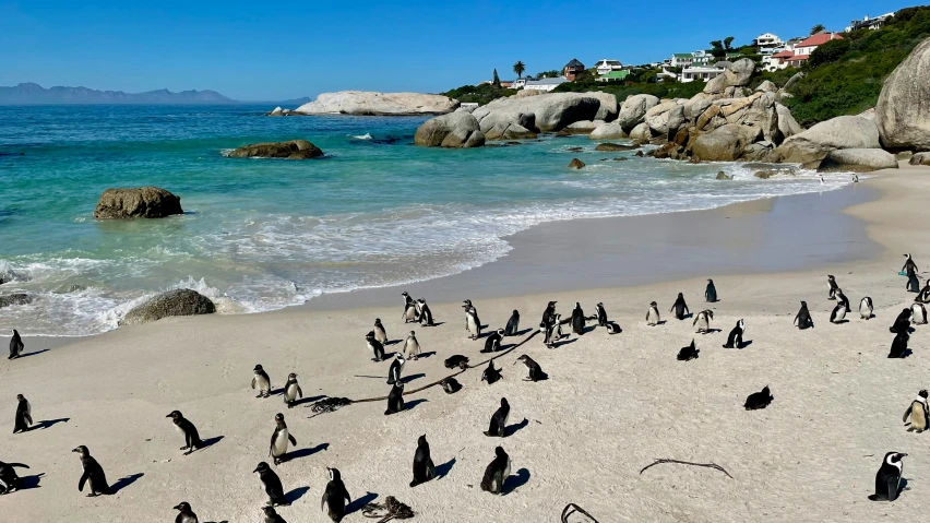 many penguins gathered on a beach near the water