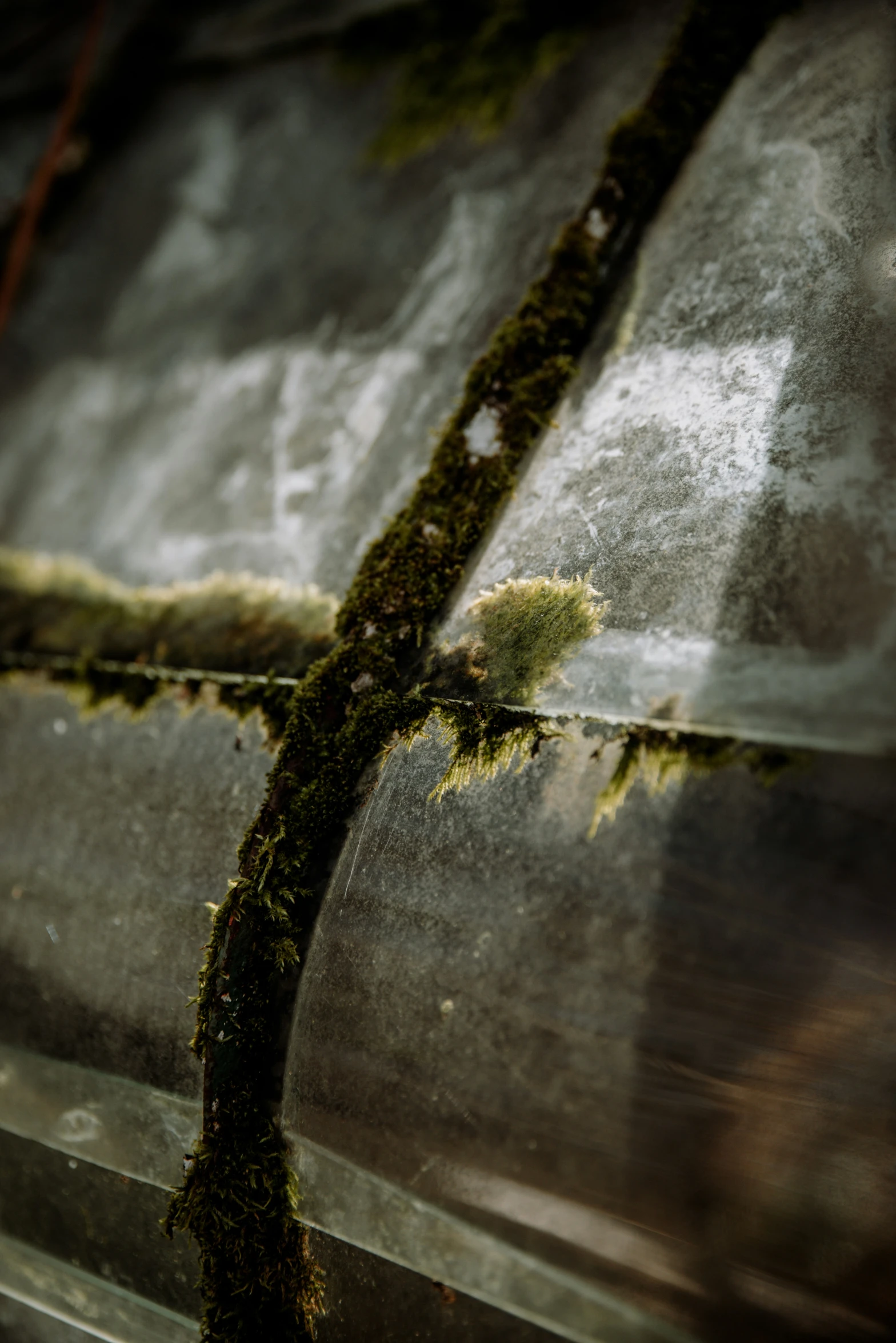 a piece of moss in the glass vase