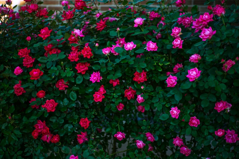 some pink flowers that are near a brick wall