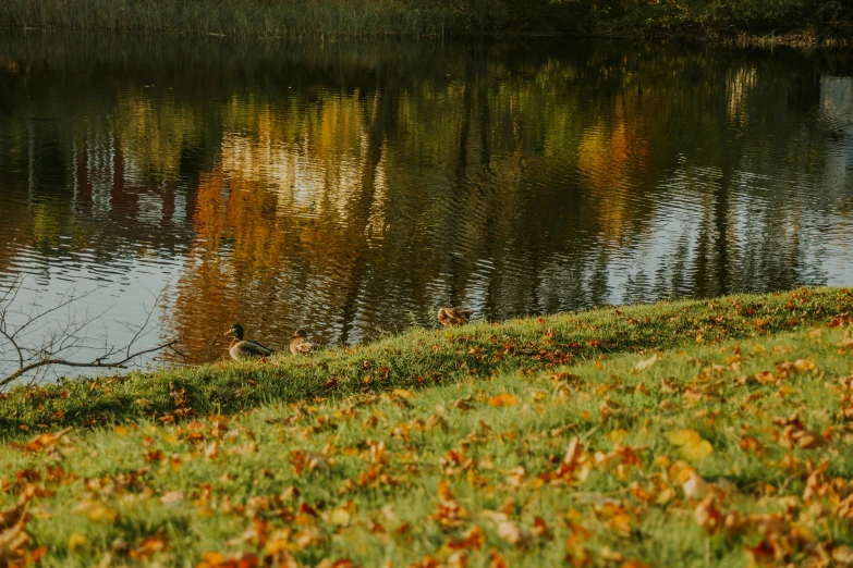 a bench sits by a lake in a grassy area