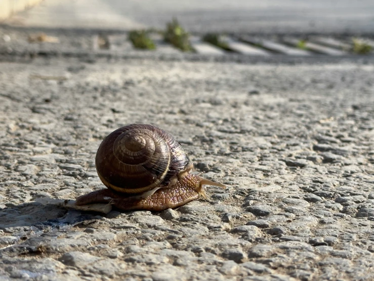 a snail on a dirt road in front of a building