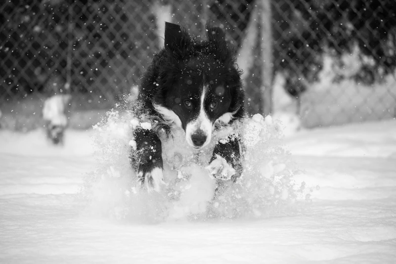 two dogs running in snow next to a chain link fence