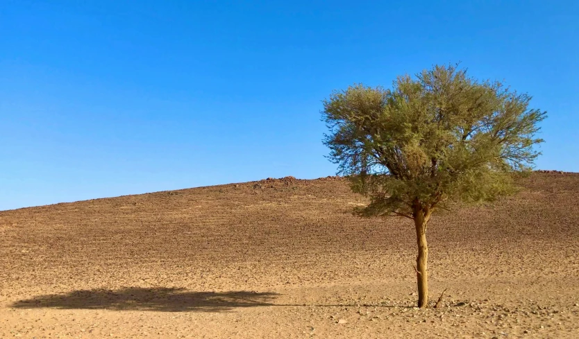 a lonely tree in a field during the day