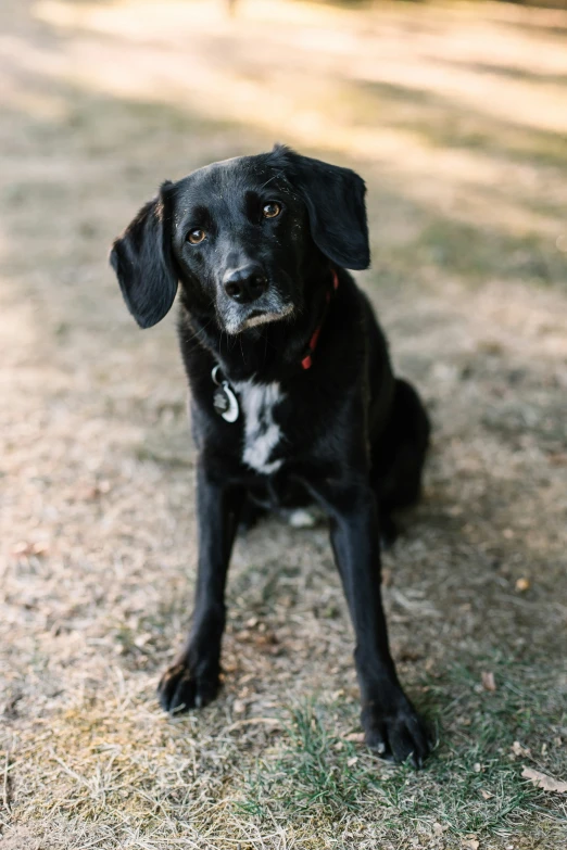 a black dog sits in the sun on a path