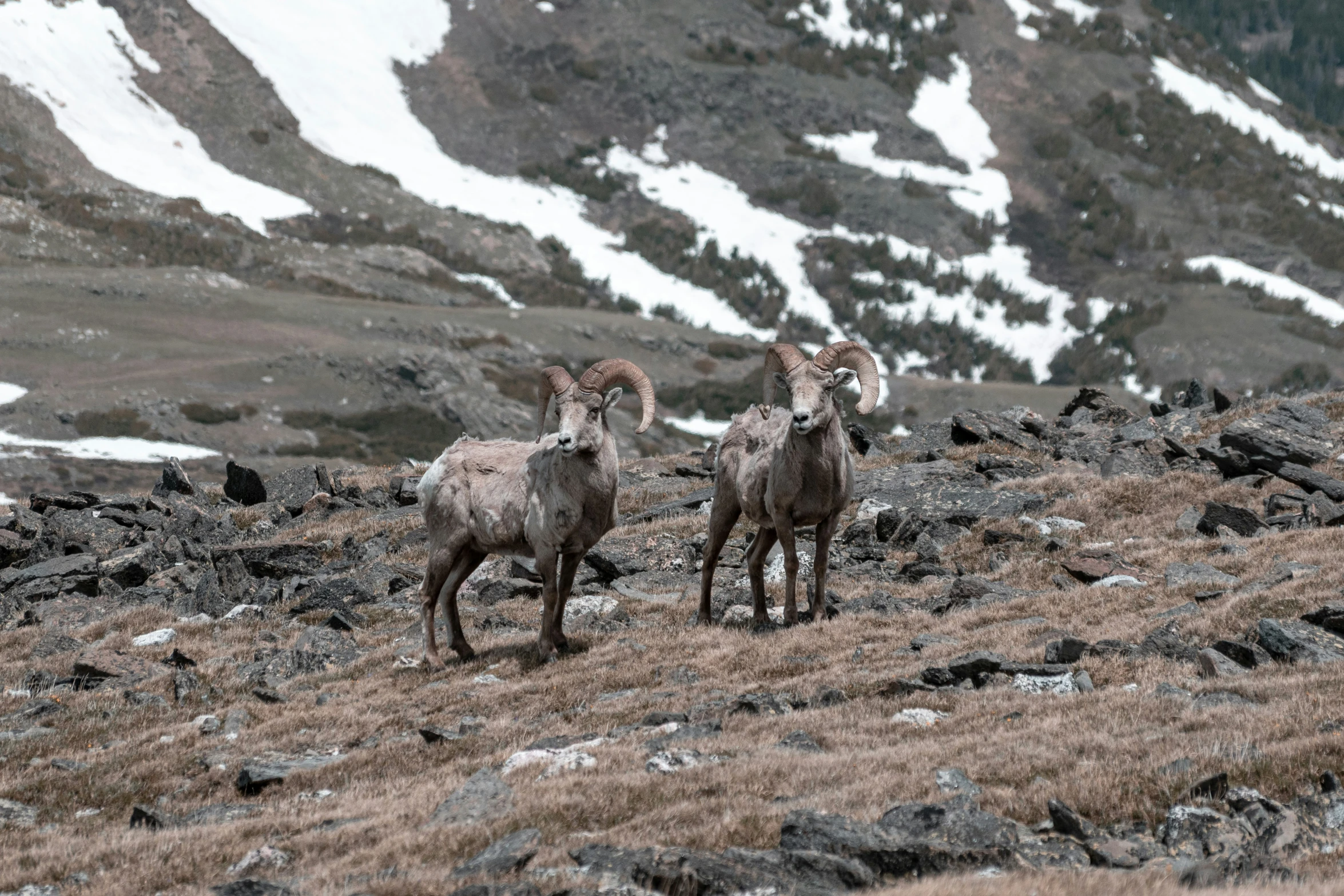 two bighorn sheep walking on top of a mountain