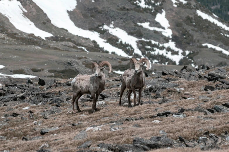 two bighorn sheep walking on top of a mountain