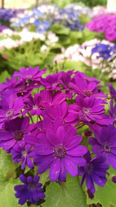 the flowers are purple and blue in the middle of the picture