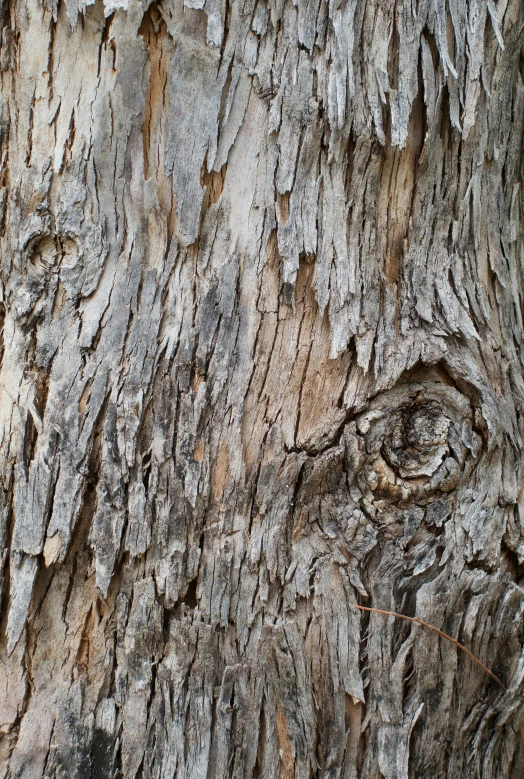 a close up of bark on the side of a tree