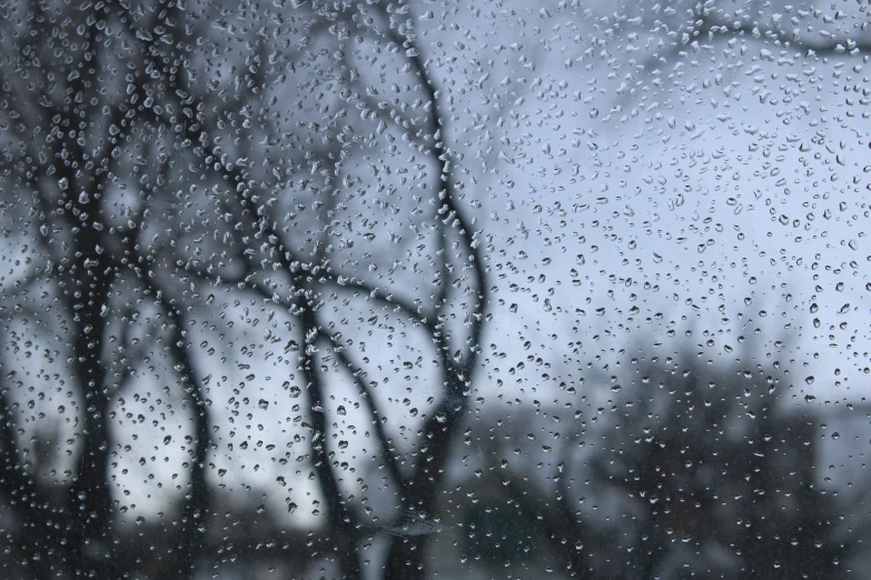 a wet window that is next to a tree