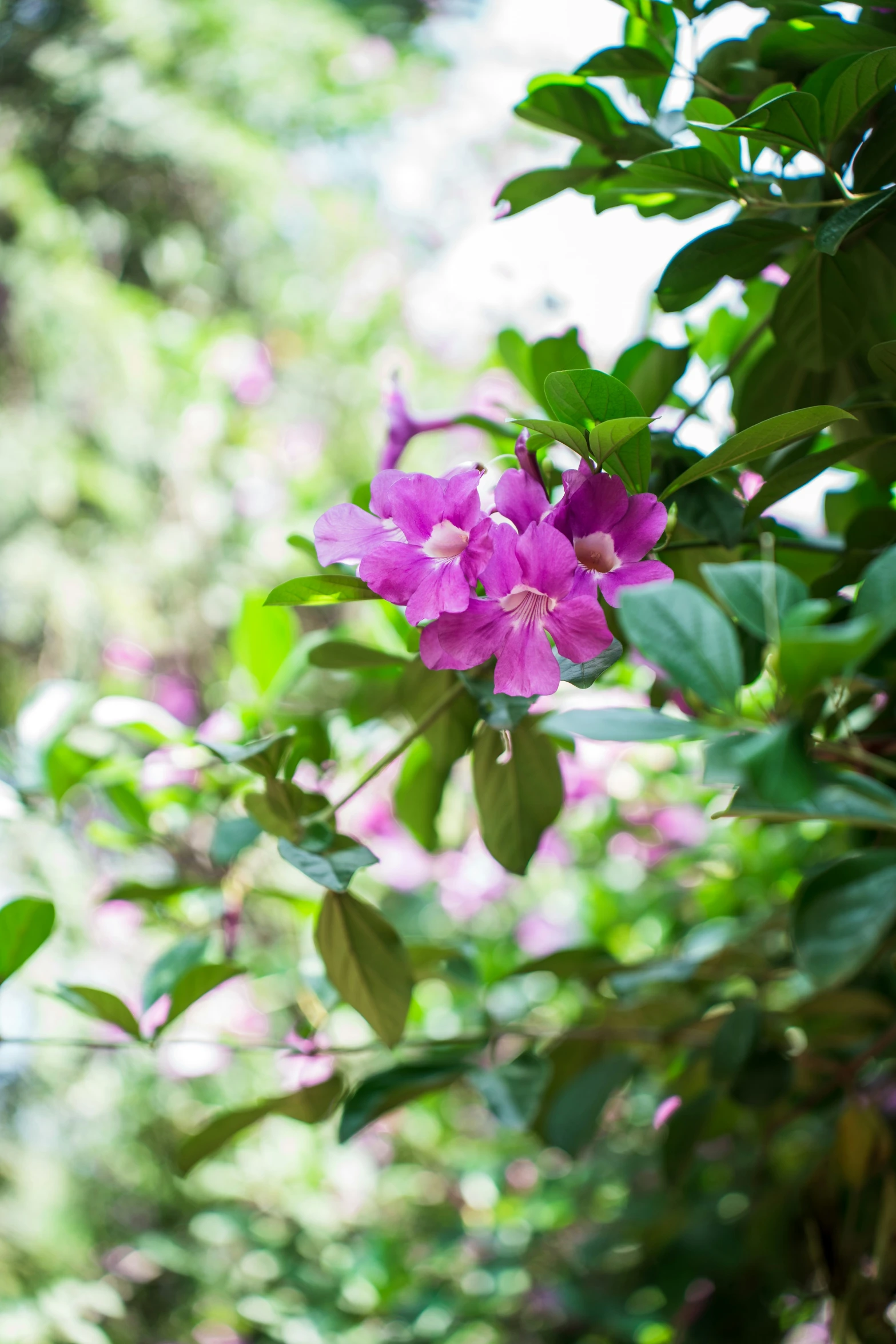 purple flowers growing on tree in park