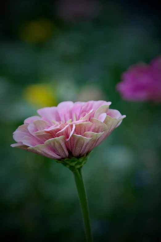 an open pink flower that is looking to the side