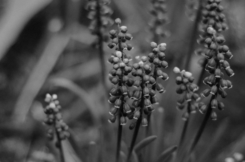 black and white pograph of flowers on the side of a road