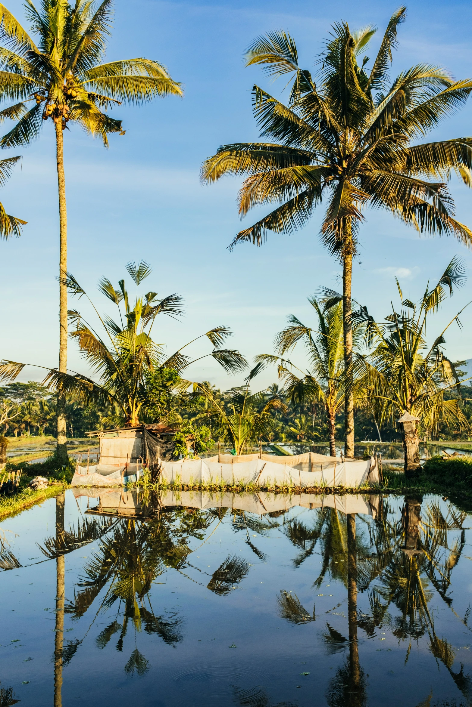 palm trees stand in front of the water